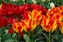 Red yellow Tulips  by Rob Hawkins