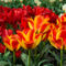 Red-and-yellow-tulips