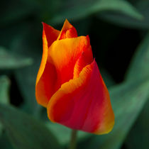 Red tulip  by Rob Hawkins