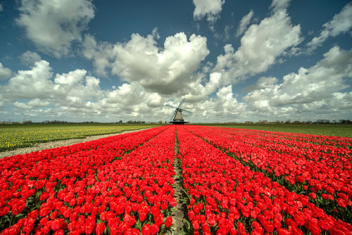 Tulip-windmill