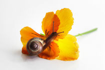 Kleine Schnecke auf Blüte von Tanja Riedel