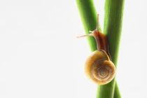 Little snail on the way / Kleine Schnecke auf dem Weg nach oben by Tanja Riedel