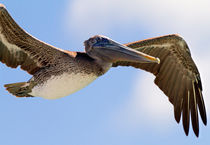 Pelican in flight from the 7 Mile Bridge, Florida Keys von mbk-wildlife-photography