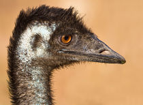 Close encouter of the Emu kind von mbk-wildlife-photography