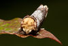 Buff-tip-moth