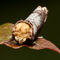 Buff-tip-moth