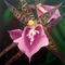 Orchid-series-aspacia-lunata-2013