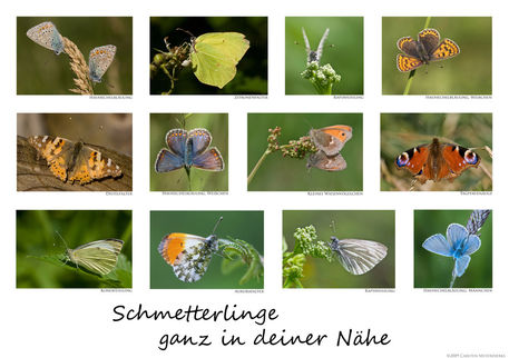 Schmetterlingsposterxy