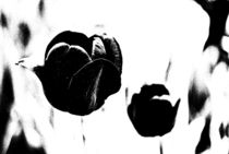tulips black and white... 10 by loewenherz-artwork