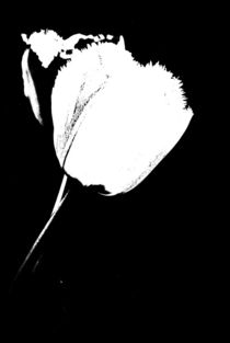 tulips black and white... 2 by loewenherz-artwork