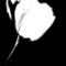 Tulips-black-and-white-4
