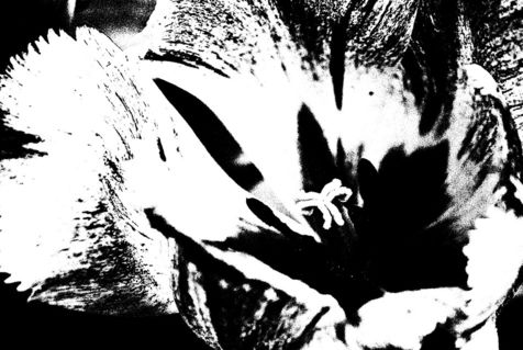 Tulips-black-and-white-10