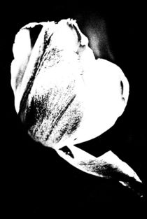 tulips black and white... 6 by loewenherz-artwork