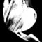 Tulips-black-and-white-11