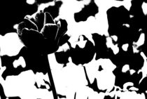 tulips black and white... 12 by loewenherz-artwork