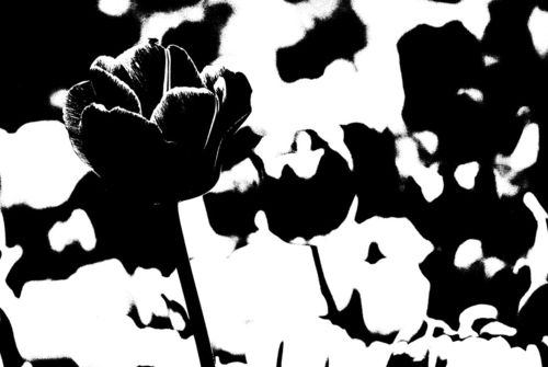 Tulips-black-and-white-12