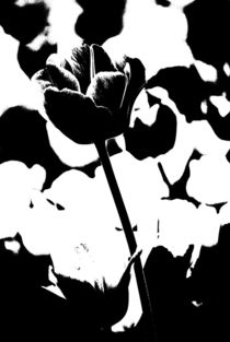 tulips black and white... 3 by loewenherz-artwork