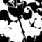 Tulips-black-and-white-13