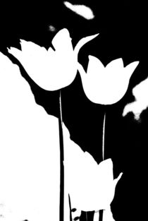 tulips black and white... 1 by loewenherz-artwork