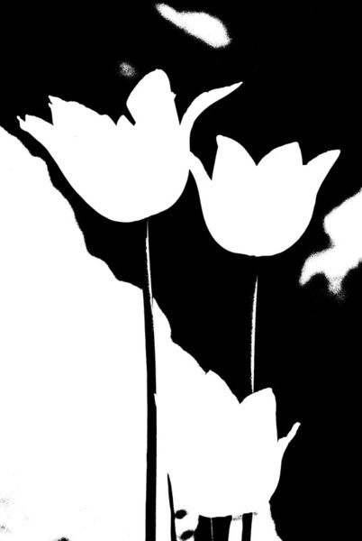 Tulips-black-and-white-16