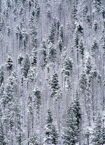 Snow Covered Trees by Daniel Troy