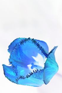 tulips negative... 8 by loewenherz-artwork