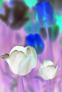 tulips negative... 14 by loewenherz-artwork