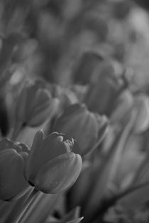 tulips black and white... 7 by loewenherz-artwork
