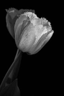 tulips grey... 1 von loewenherz-artwork