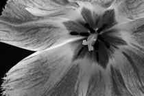 tulips black and white... 9 by loewenherz-artwork