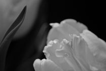 tulips grey... 4 von loewenherz-artwork