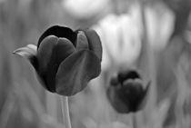 tulips grey... 5 von loewenherz-artwork