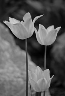 tulips black and white... 8 by loewenherz-artwork