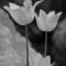 Tulips-grey-32