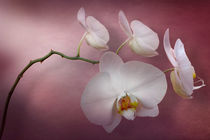 White Orchid Window by Cesar Palomino