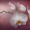 Orquidea-blanca-2-flat