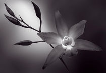 Black and White Orchid von Cesar Palomino