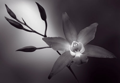 Orquidea-rosa-sin-borde-flat