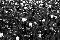 Weiße Tulpen von Bastian  Kienitz