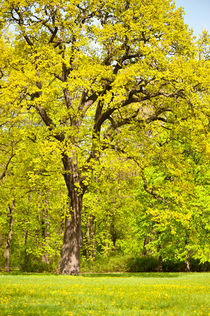 Large spring oak tree by Arletta Cwalina