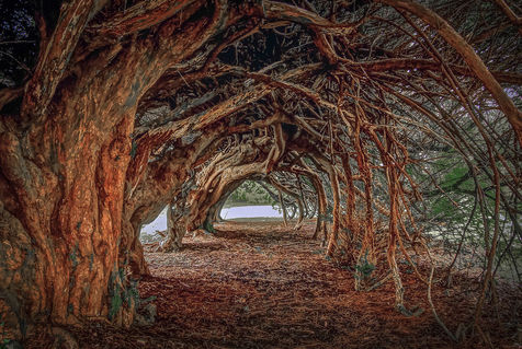 Yew-tunnel