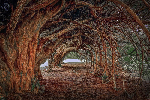 Yew-tunnel