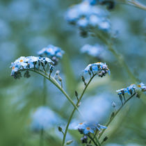 FORGET-ME-NOT by Thomas Matzl