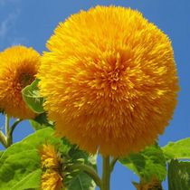 Sonnenblumen in meine Garten von Asri  Ballandat - Knobbe