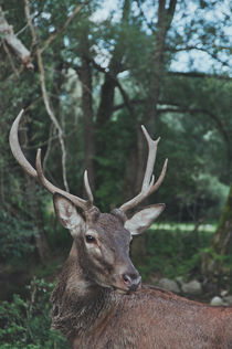 deer von whiterabbitphoto