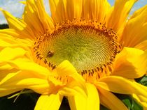 Sonnenblume mit Glückkäffer by Asri  Ballandat - Knobbe