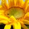 Sonnenblume-mit-glueckkiffer