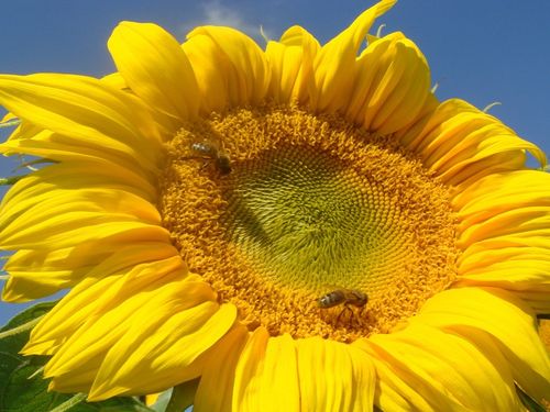 Sonnenblumen-mit-binen