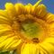 Sonnenblumen-mit-binen