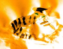 Tiger  by Maria-Anna  Ziehr